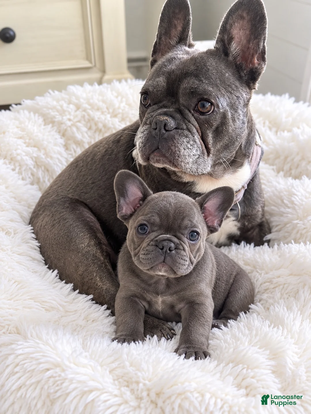 French Bulldog dogs for sale: Luke - Ad 1