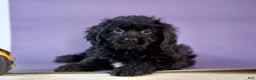 Cavapoo dogs for sale: Chocolate  - Ad 1