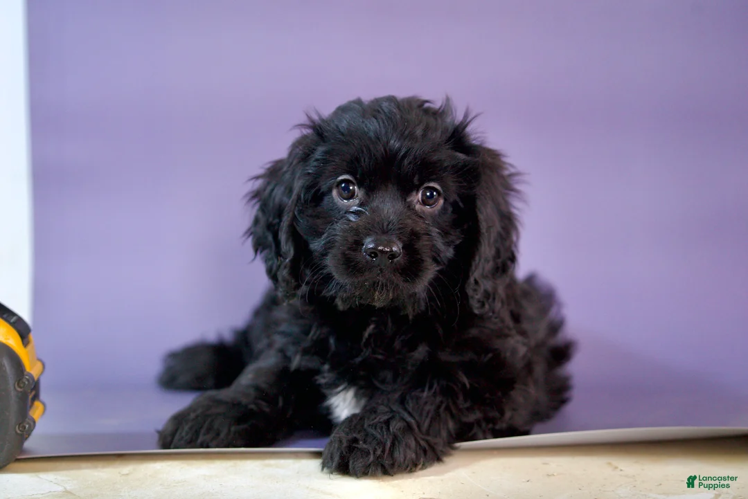 Cavapoo dogs for sale: Chocolate  - Ad 1