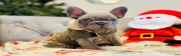 French Bulldog dogs for sale: Lilac Blue Male - Ad 2