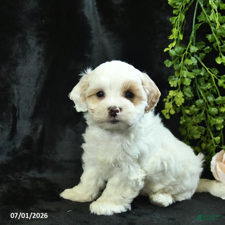 Maltipoo dogs Henry  - Ad 2