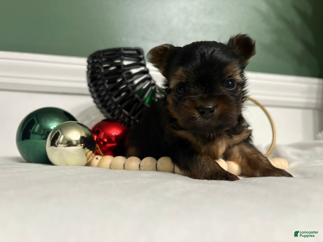 Morkie dogs for sale: TEACUP Oliver - Ad 4