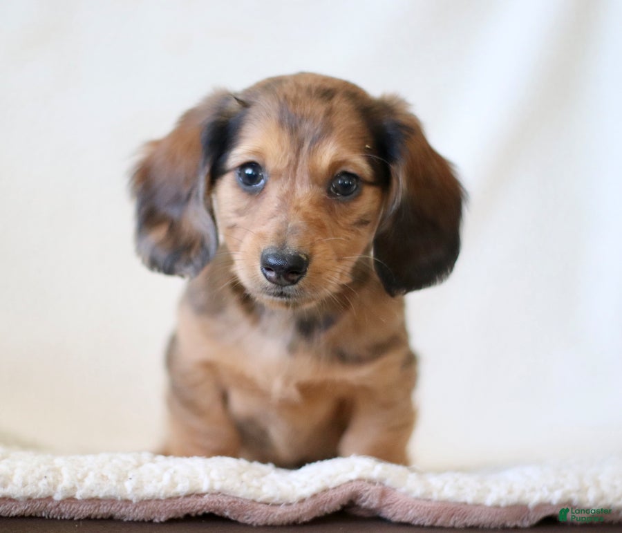 Miniature Dachshund dogs for sale: Wheeler - Ad 1