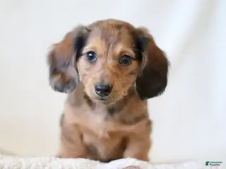 Miniature Dachshund dogs for sale: Wheeler - Ad 1