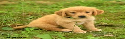 Golden Retriever dogs for sale: Darcy - Ad 5