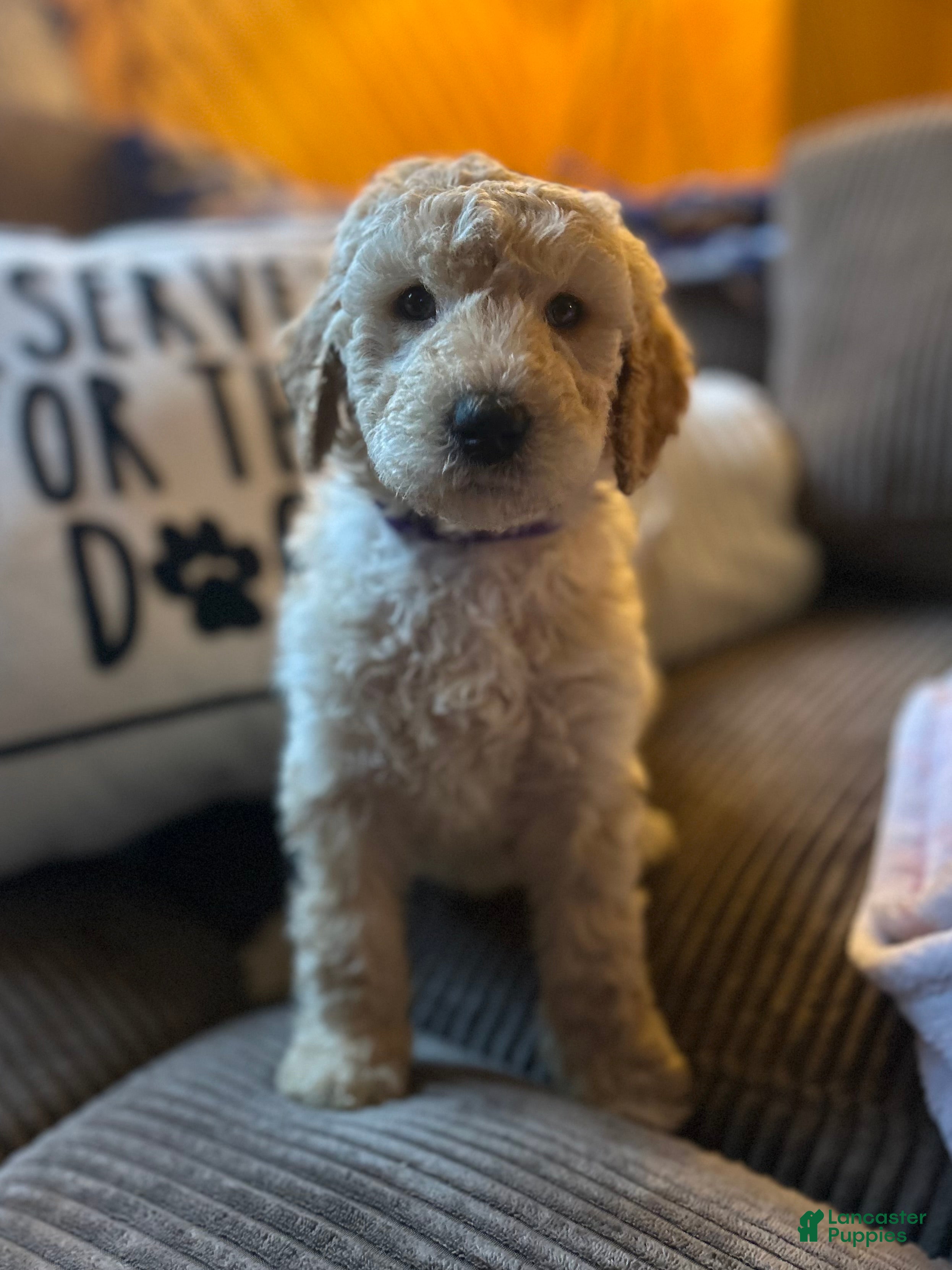 Goldendoodle dogs Martini (Tini) - Purple Collar Female  - Ad 29