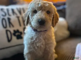 Goldendoodle dogs Martini (Tini) - Purple Collar Female - Ad 8