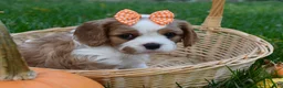 Cavalier King Charles Spaniel dogs for sale: Vera - Ad 3
