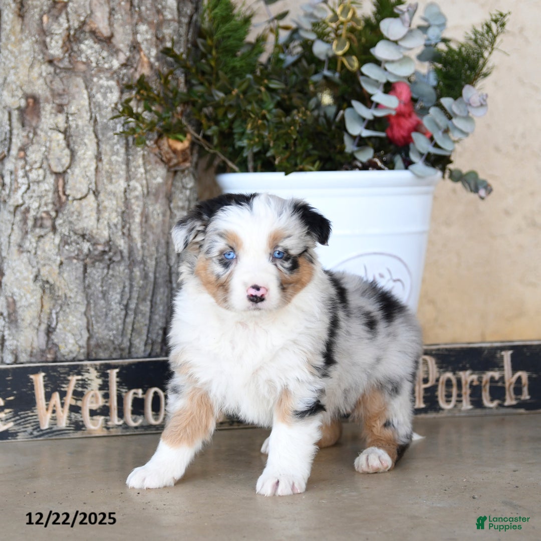 Australian Shepherd dogs for sale: Patrick - Ad 2