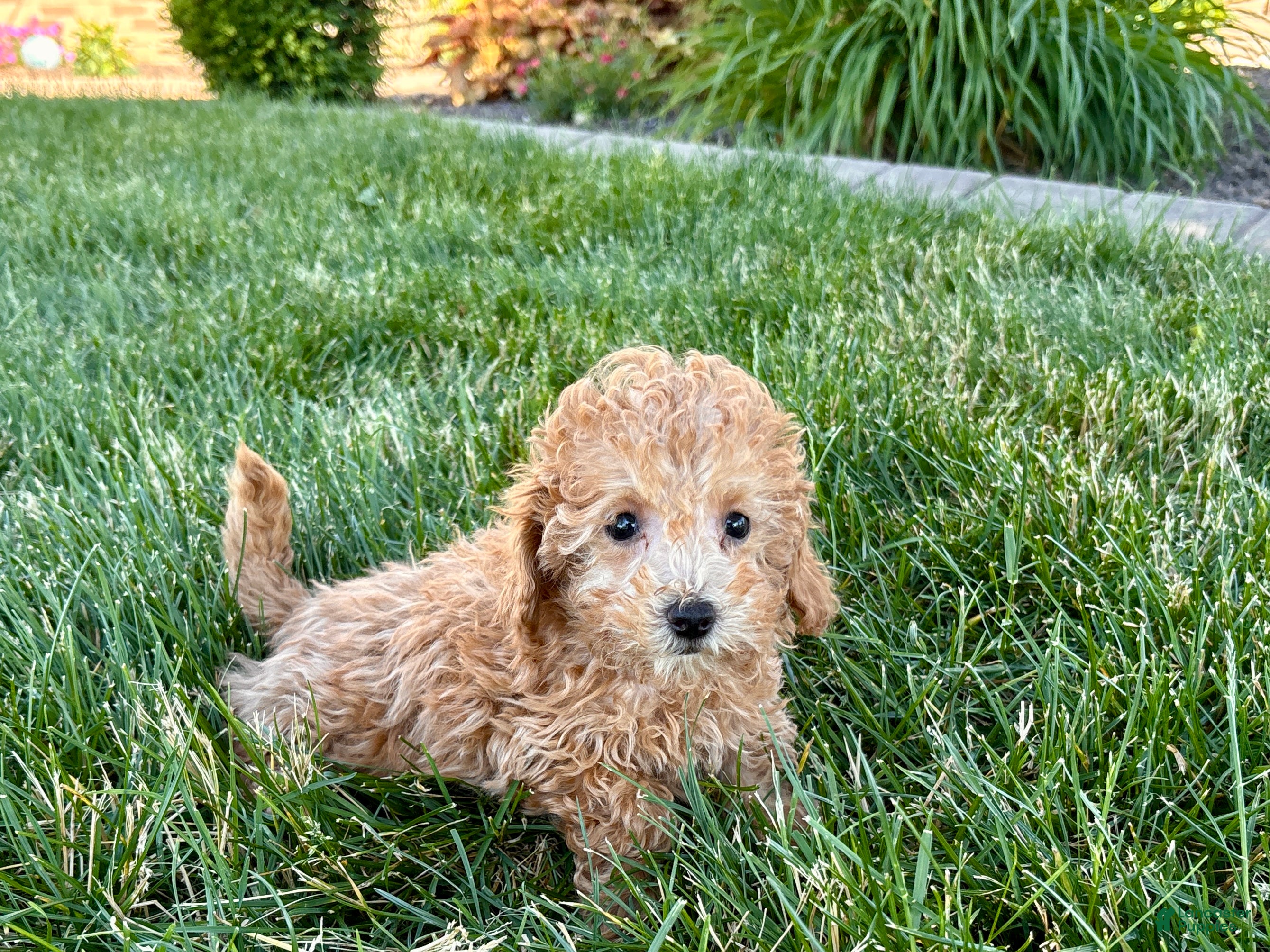 Maltipoo dogs for sale: Snickers  - Ad 5