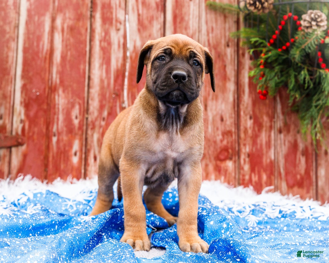 English Mastiff dogs for sale: Chloe - Ad 13