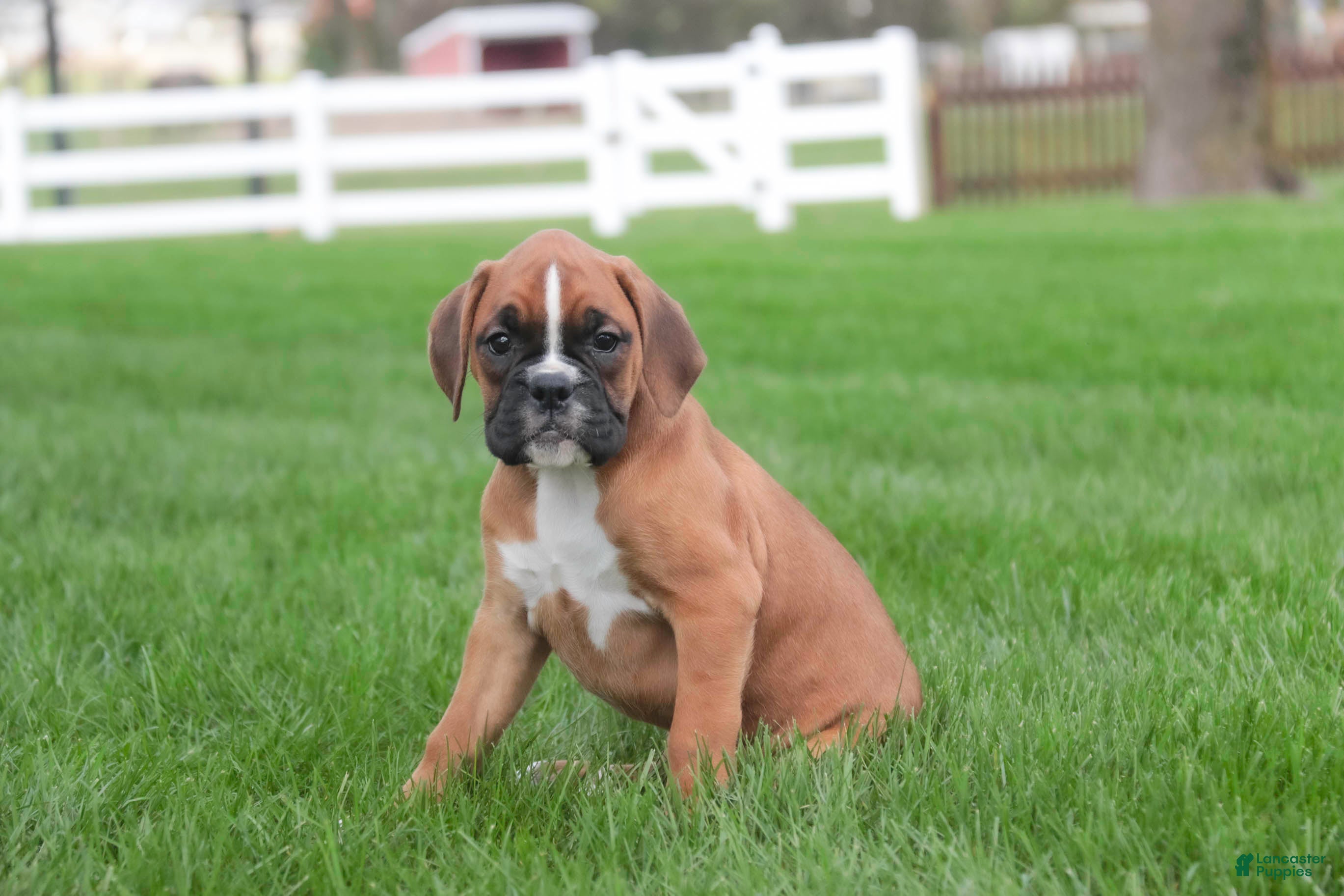 Boxer dogs Aurora - Ad 2