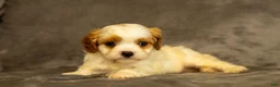 Cavapoo dogs for sale: Maverick - Ad 3