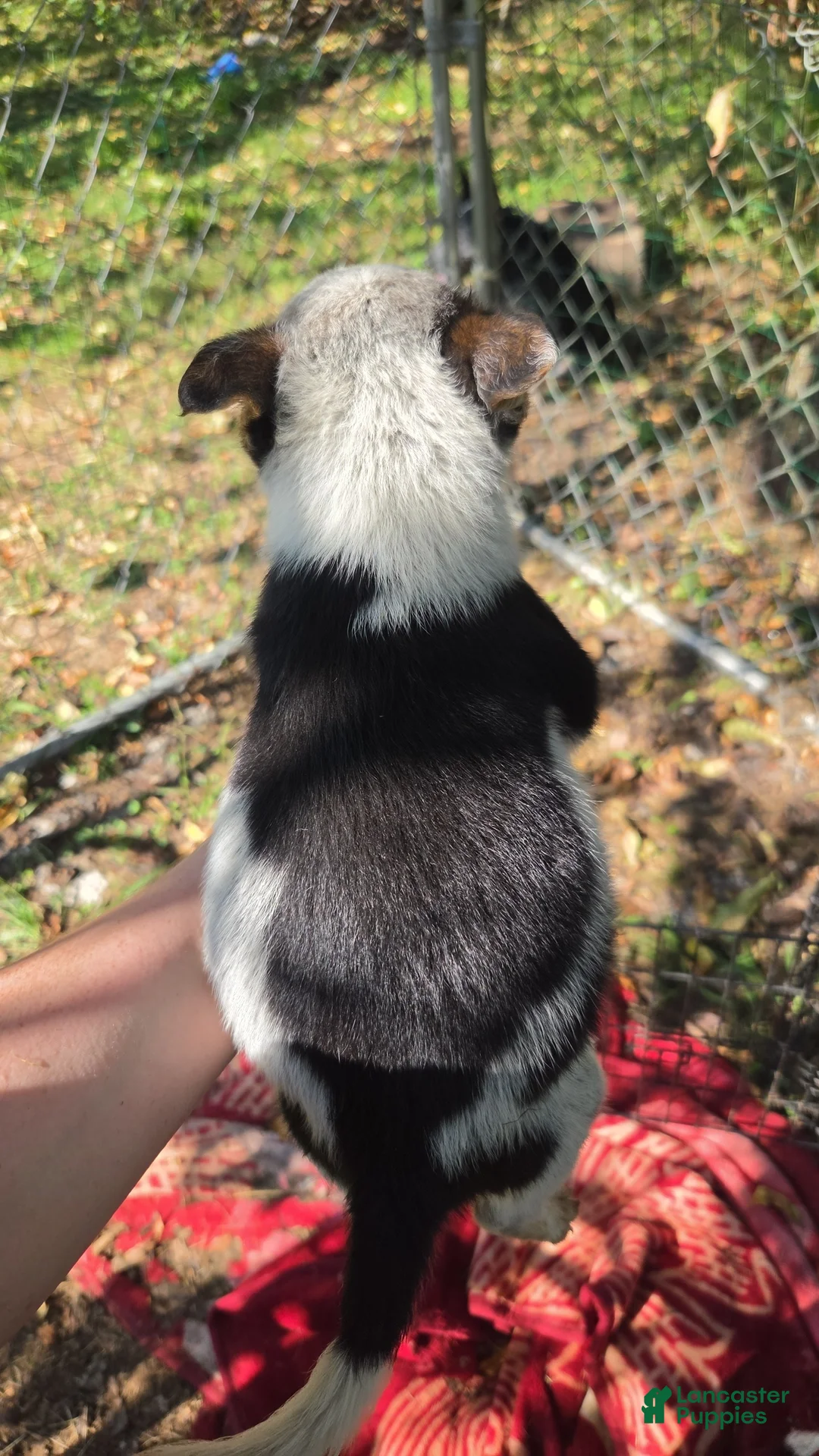 Mixed Breed dogs for sale: Female #1 - Ad 2