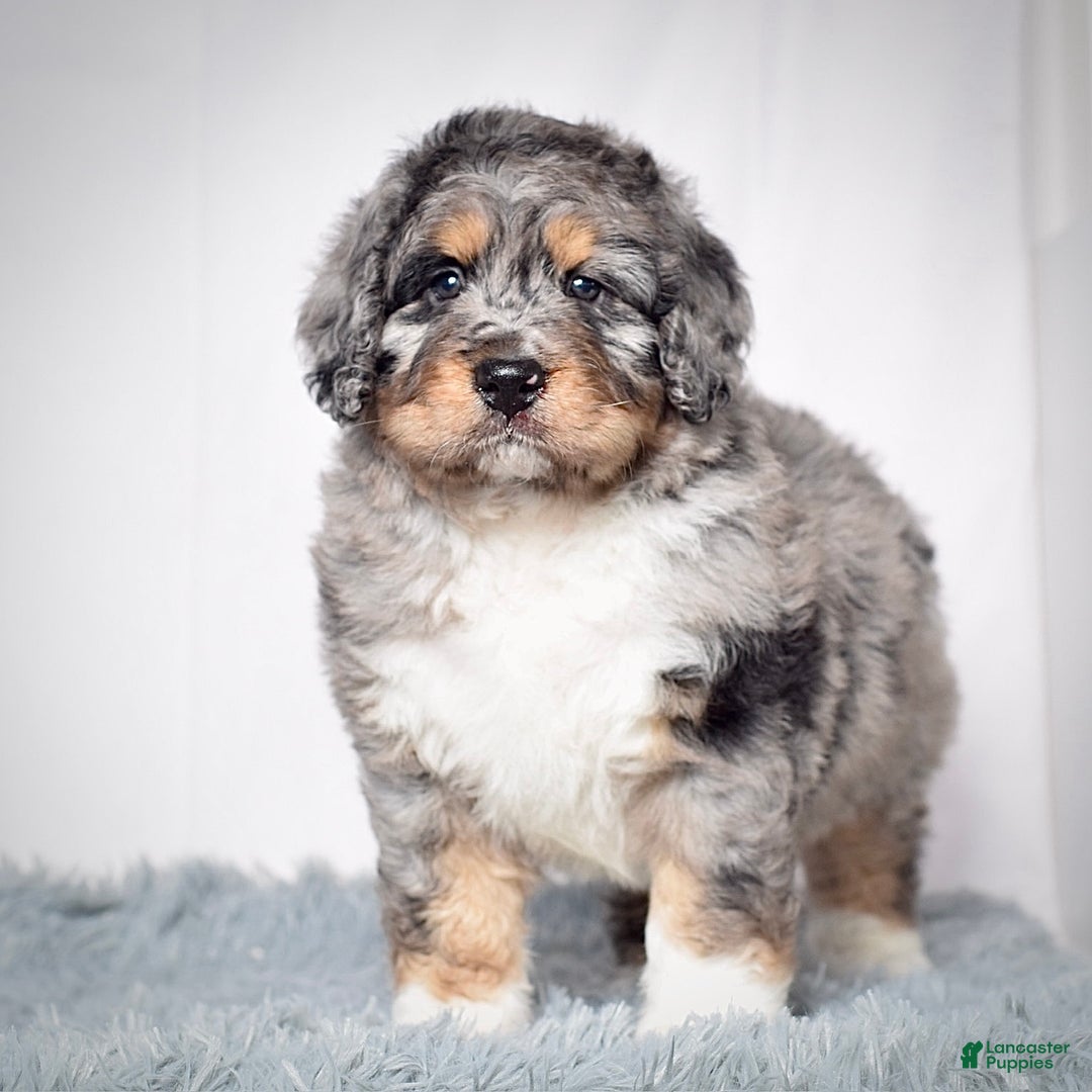 Bernedoodle dogs for sale: Mr. Sarge - Ad 1