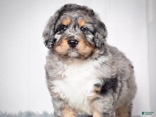 Bernedoodle dogs Mr. Sarge - Ad 11