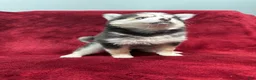 Pomsky dogs for sale: Celeste - Ad 3