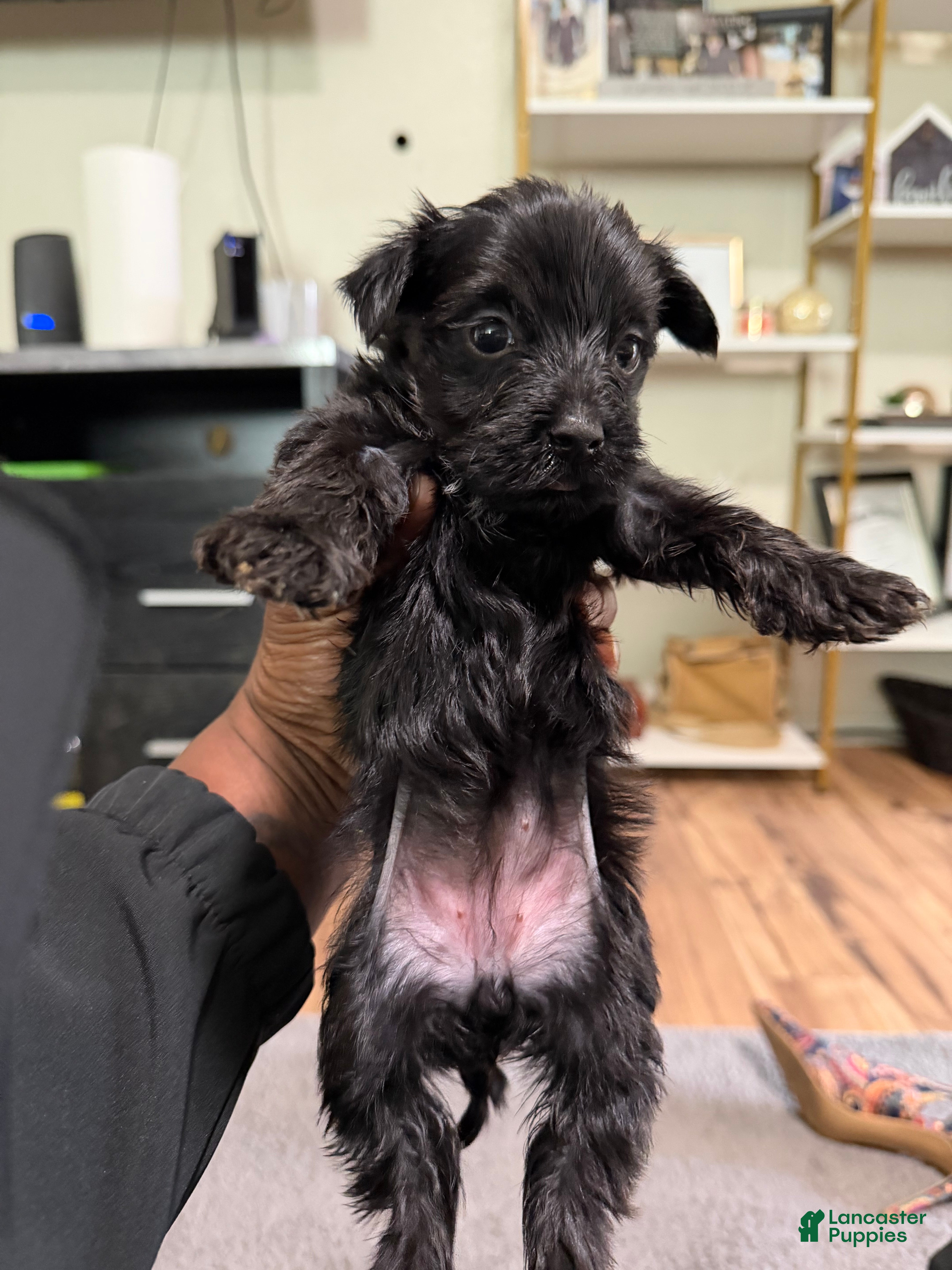 Yorkshire Terrier dogs Yorkshire Terrier Puppy 4 - Ad 9