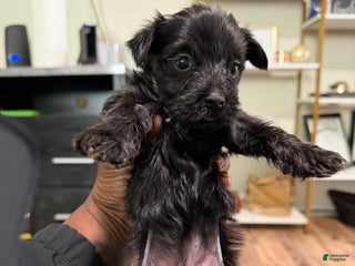 Yorkshire Terrier dogs Yorkshire Terrier Puppy 4 - Ad 4