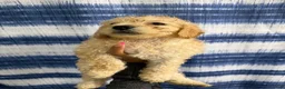 Yorkiepoo dogs for sale: Yorkiepoo Puppy 2 - Ad 4