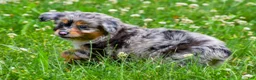Mini Aussiedoodle dogs for sale: Gracie - Ad 10