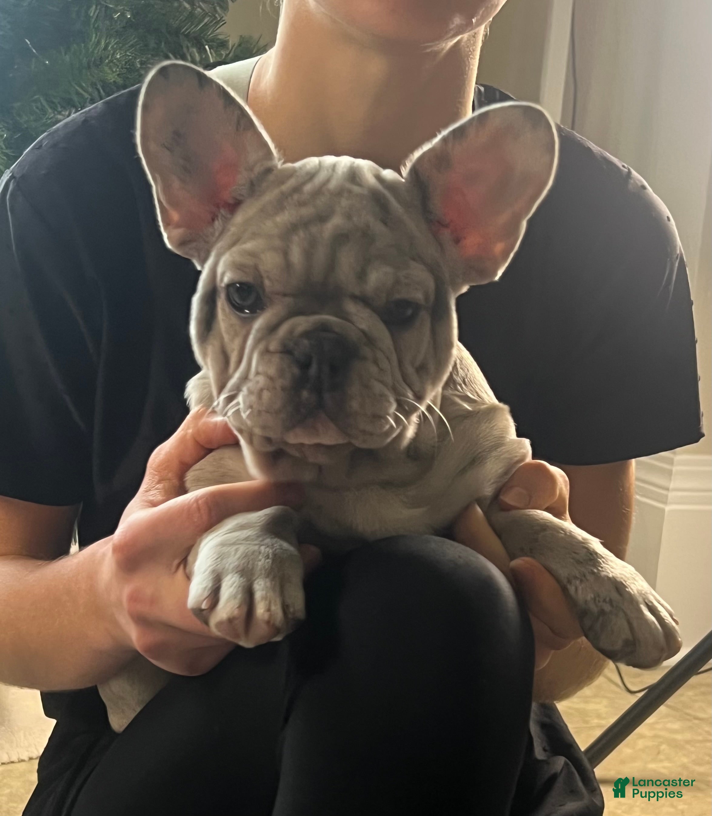 French Bulldog dogs Noelle - Ad 3
