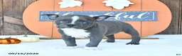Boston Terrier dogs for sale: Amber - Ad 4