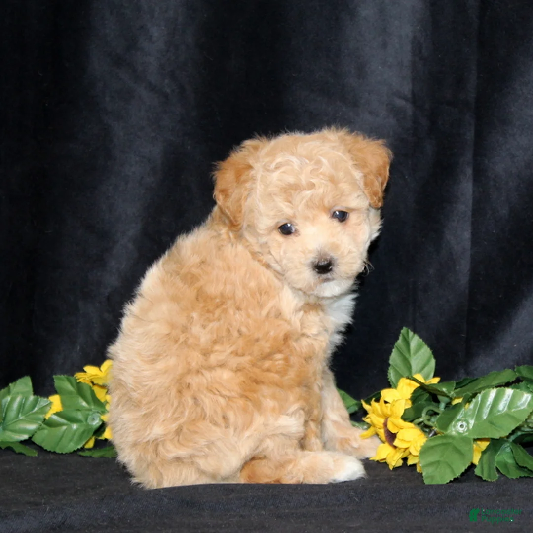 Bichpoo dogs for sale: Darling (TOY) - Ad 4