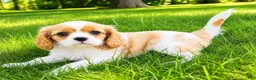Cavalier King Charles Spaniel dogs for sale: Cavalier King Charles Spaniel (Rosie) - Ad 6