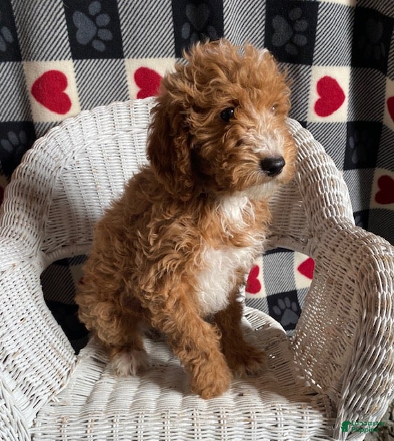 Mini Goldendoodle dogs Chief - Ad 20