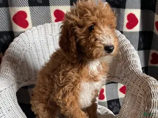 Mini Goldendoodle dogs Chief - Ad 20