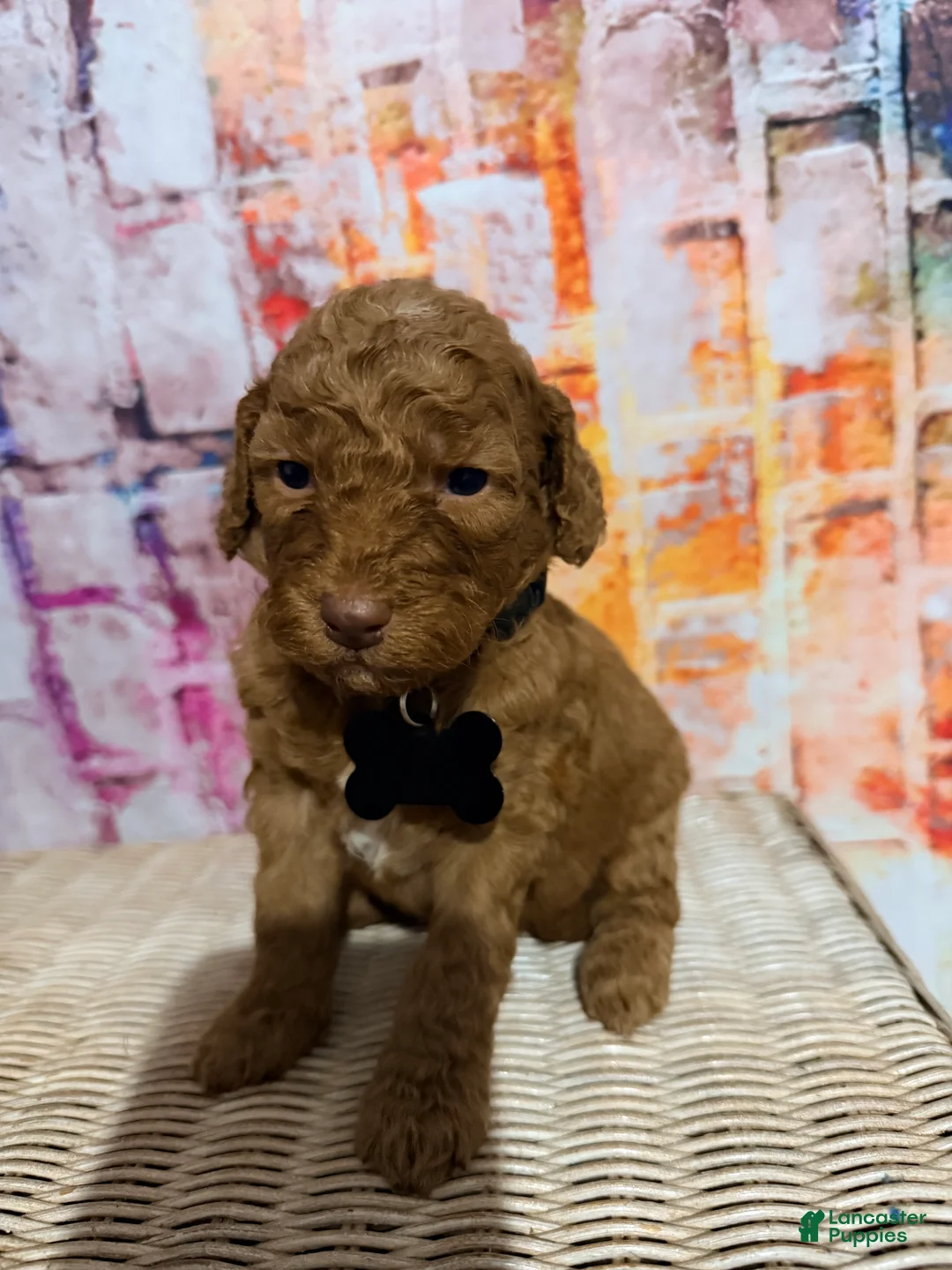 Mini Goldendoodle dogs for sale:  Puppy 3 - Ad 2