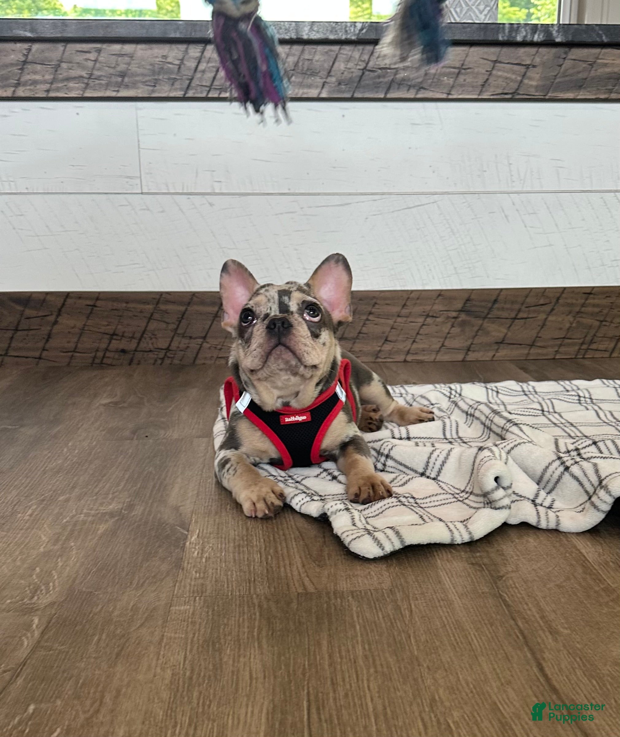 French Bulldog dogs for sale: Aspen - Ad 4
