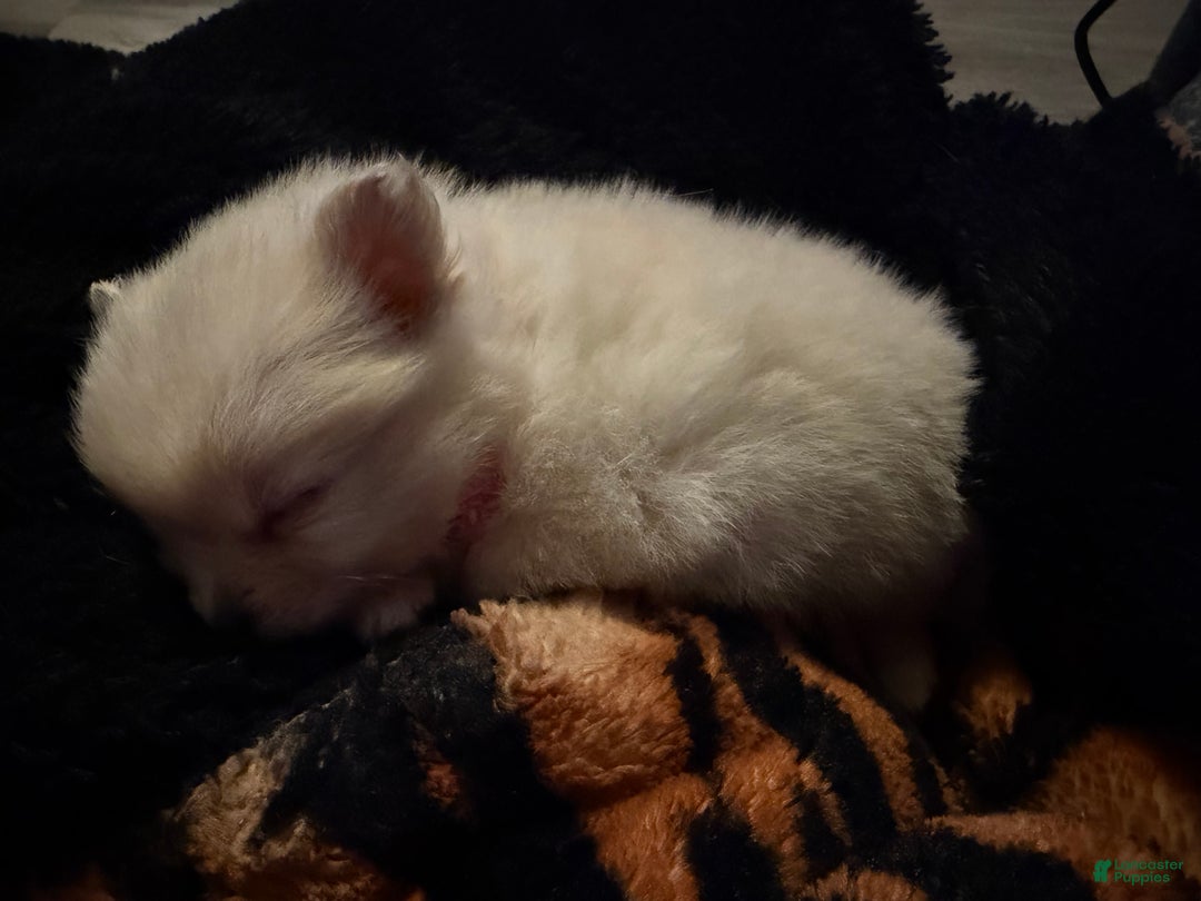 Pomeranian dogs for sale: Snowball - Ad 3