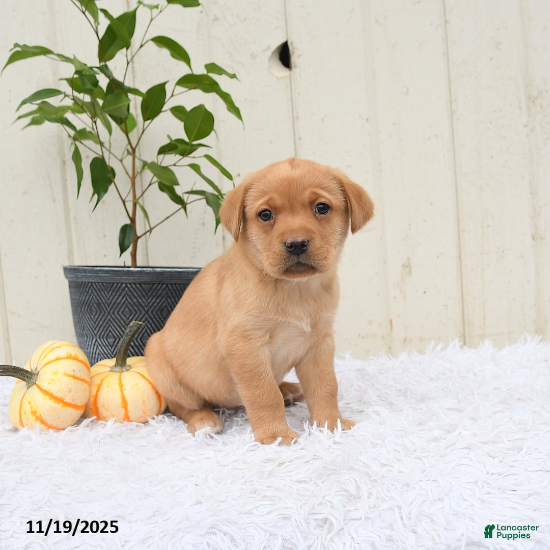 Labrador Retriever dogs for sale: Roxy - Ad 6