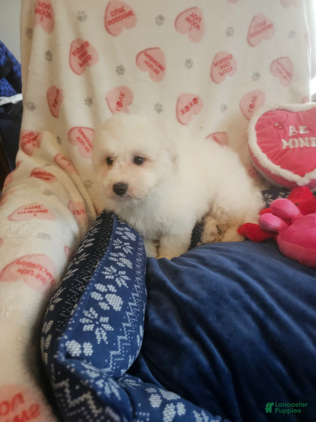 Bichon Frise dogs for sale: Bichon Frise Puppy 2 - Ad 3