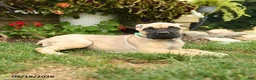 Cane Corso dogs for sale: Quincy - Ad 3