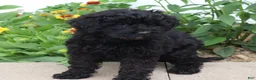 Mini Goldendoodle dogs for sale: Finley - Ad 4