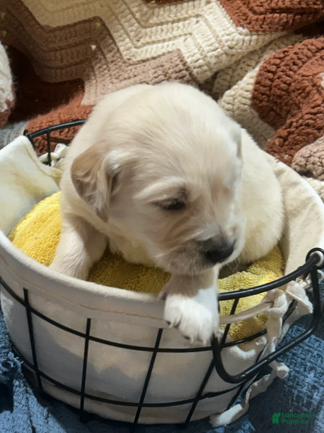 Golden Retriever dogs for sale: Dark pink-Rosie  - Ad 2