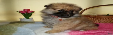Pomeranian Puppy 2 Beauty
