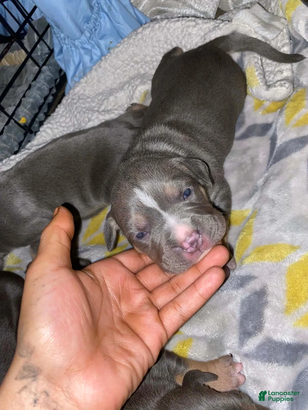 American Bully dogs for sale: American Bully Puppy 3 - Ad 1