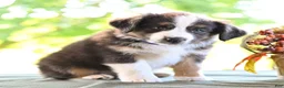 Miniature Australian Shepherd dogs for sale: Donald  - Ad 1