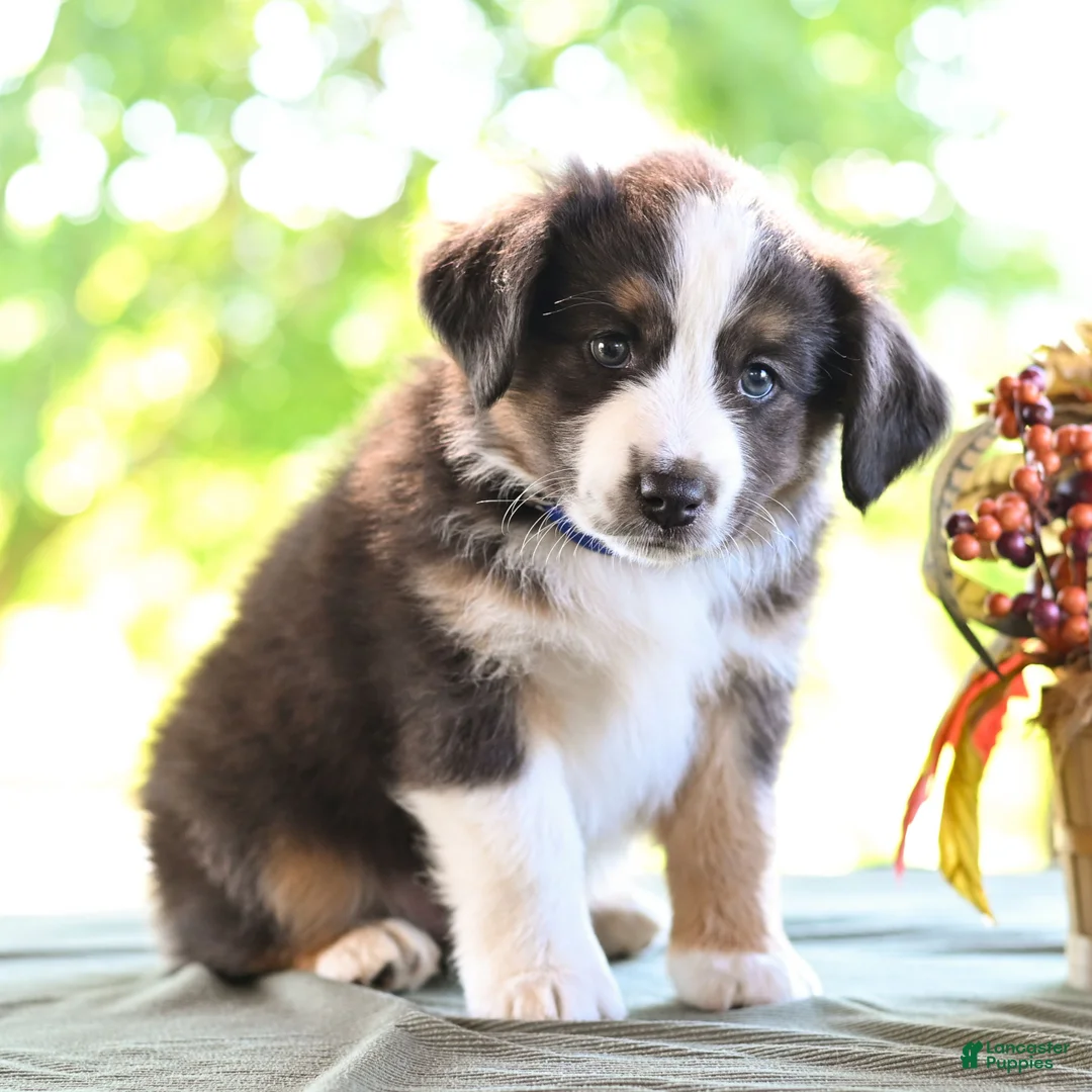Miniature Australian Shepherd dogs for sale: Donald  - Ad 1