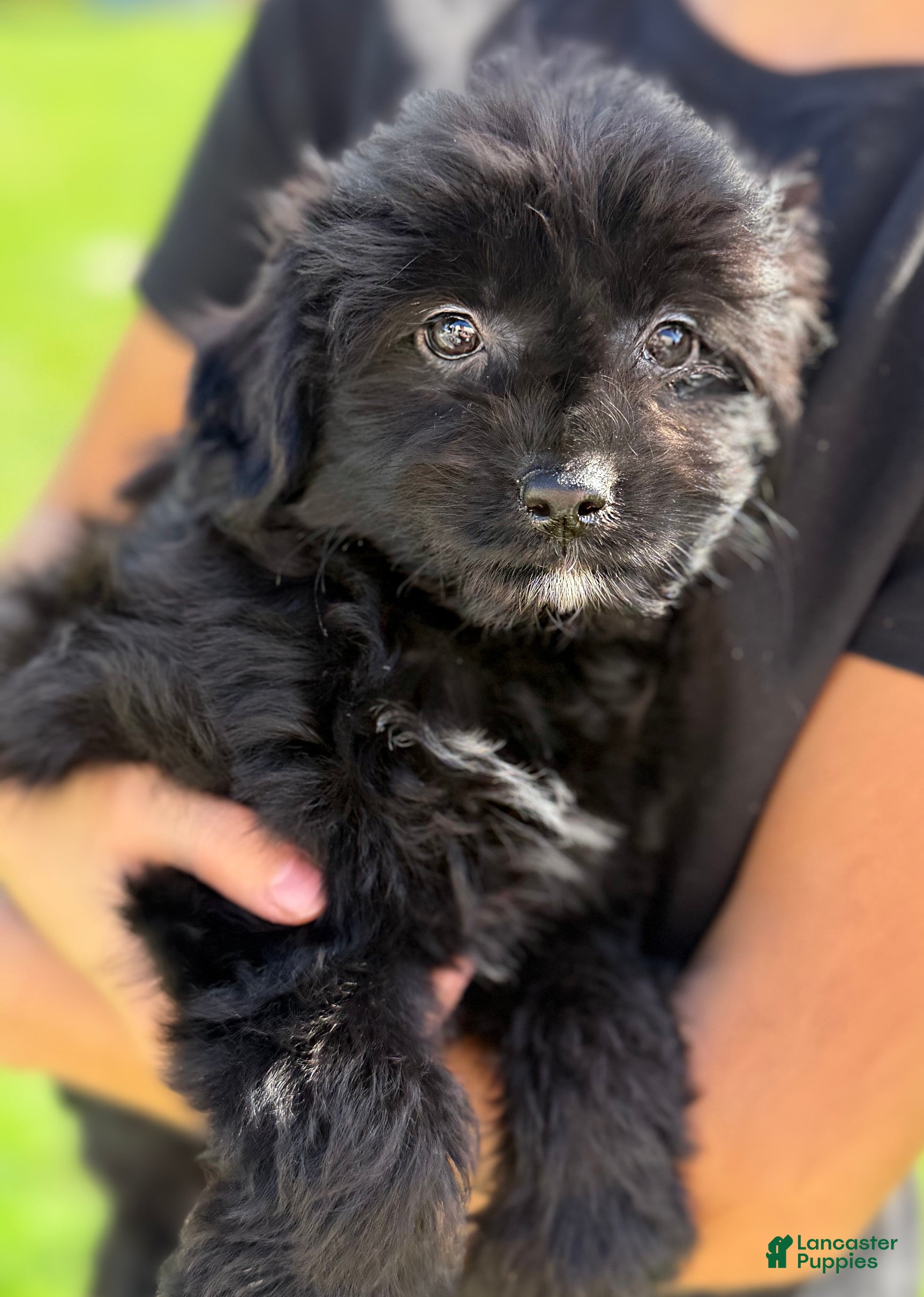 Mini Aussiedoodle dogs Indy - Ad 2