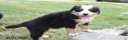 Bernese Mountain Dog dogs for sale: Ellie - Ad 3