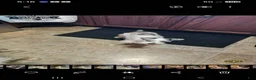 Miniature Schnauzer dogs for sale: Blue merle parti female  - Ad 3