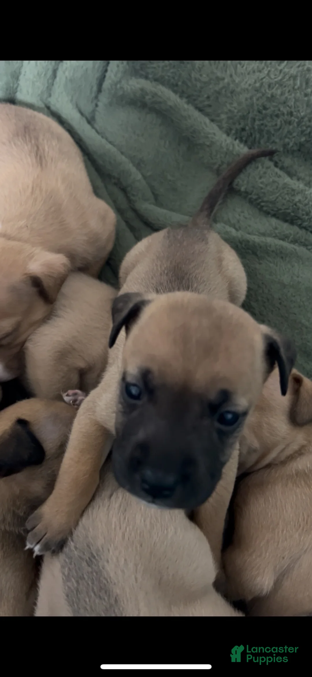 Mixed Breed dogs for sale: Girl 2 - Ad 2