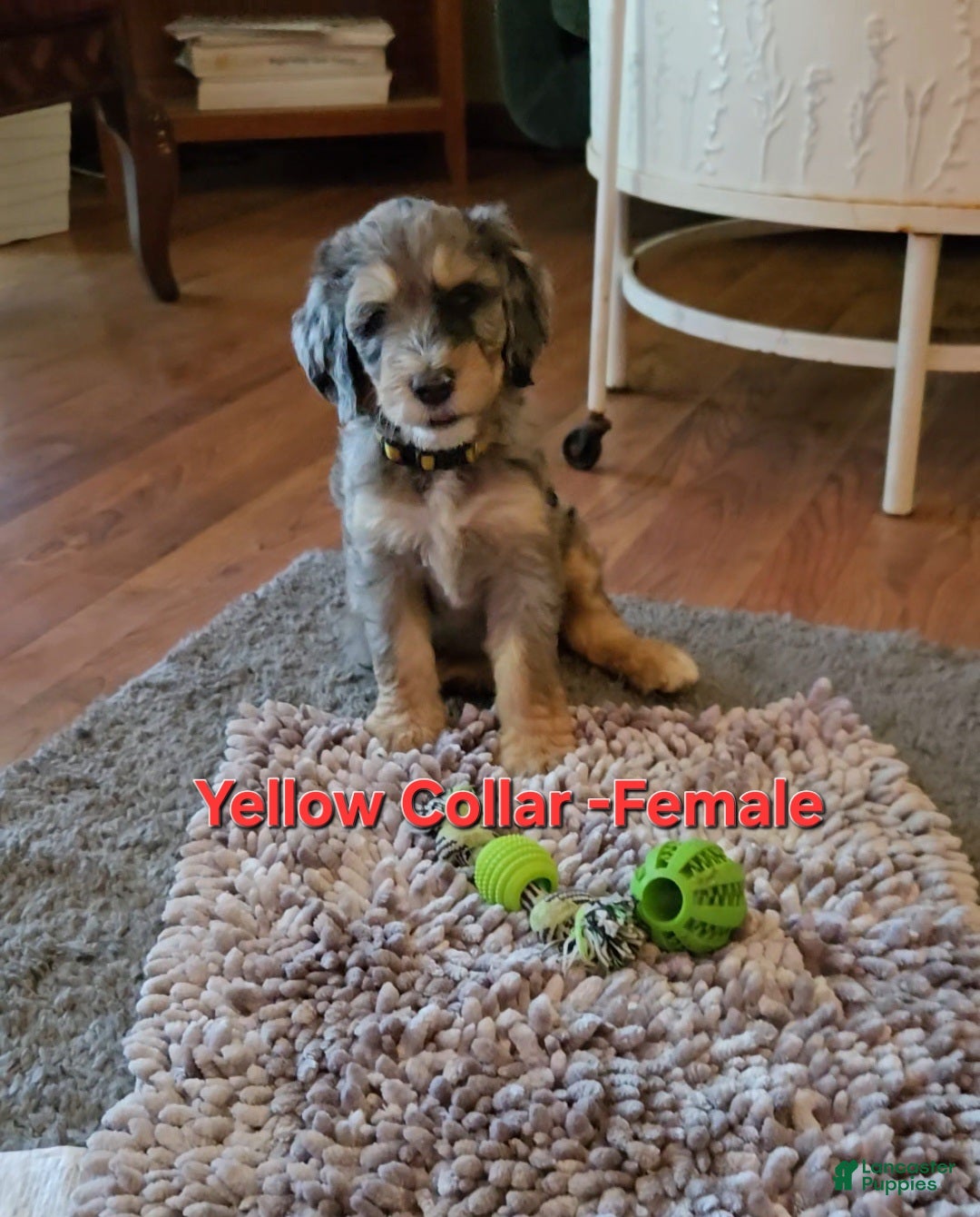 Bernedoodle dogs Bernedoodle 6 Yellow Collar  - Ad 2