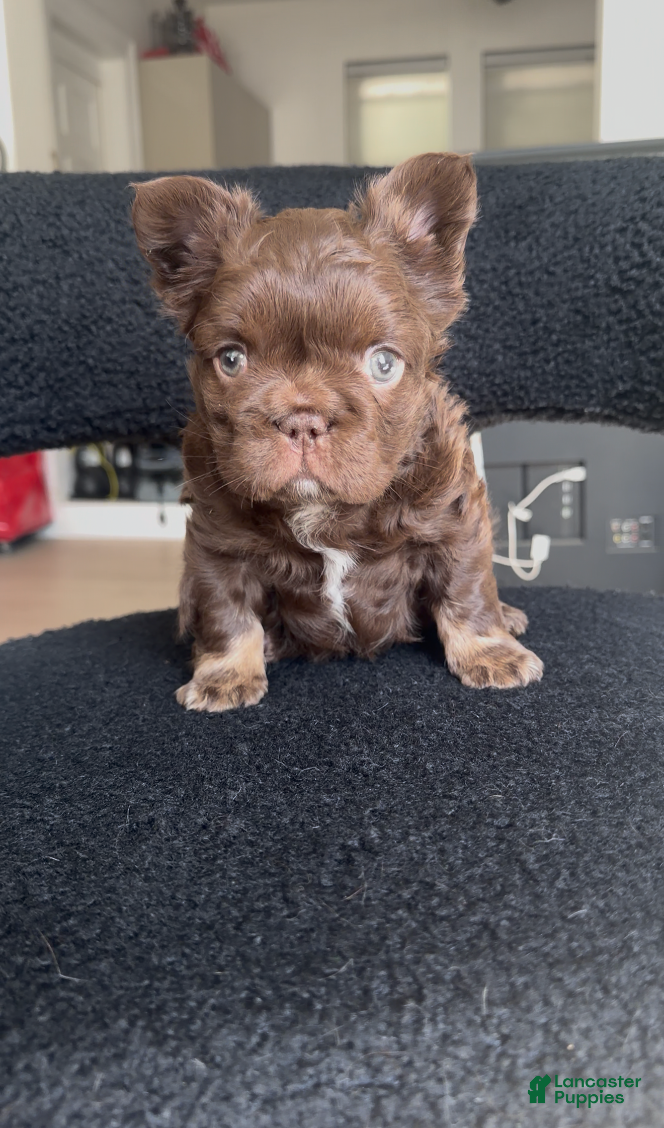 French Bulldog dogs for sale: Butterfinger - Ad 1