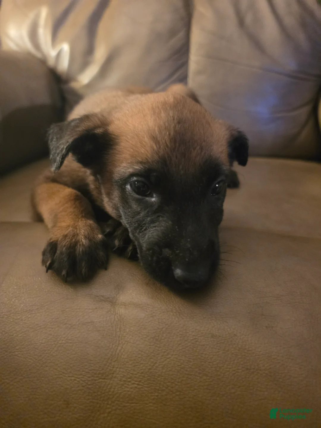 Belgian Malinois dogs for sale: Belgian Malinois 6 (black) - Ad 2